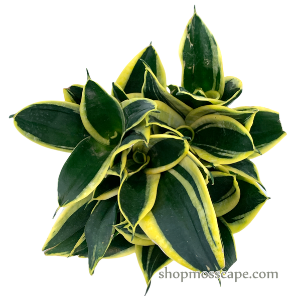 Sansevieria trifasciata lotus in dark green ceramic pot (L)