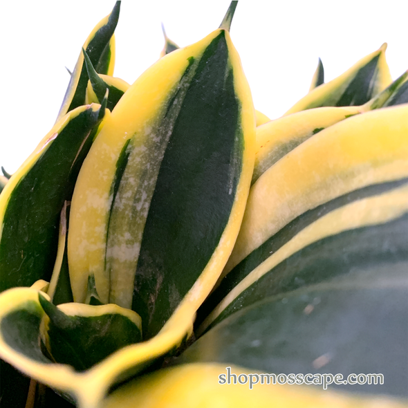Sansevieria trifasciata lotus in dark green ceramic pot (L)