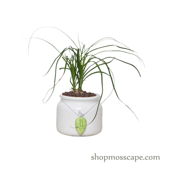 Ponytail Palm in Ceramic Pot