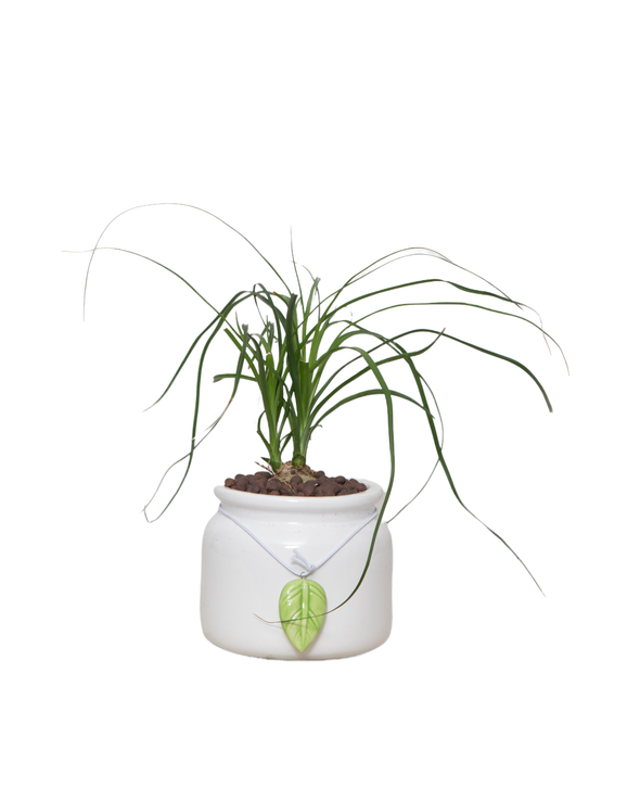 Ponytail Palm in Ceramic Pot