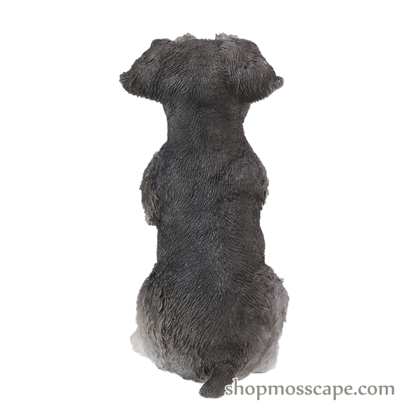 Praying Schnauzer Puppy