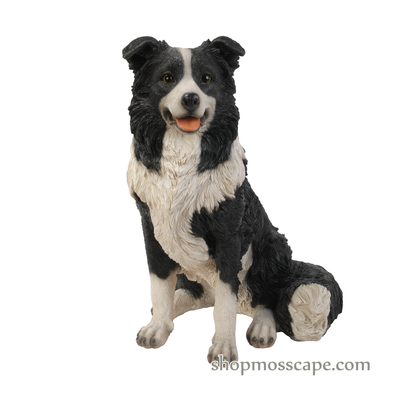 Sitting Border Collie