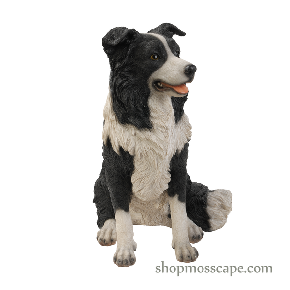 Sitting Border Collie