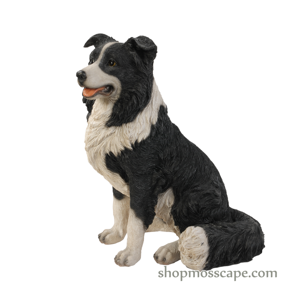 Sitting Border Collie