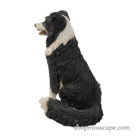 Sitting Border Collie