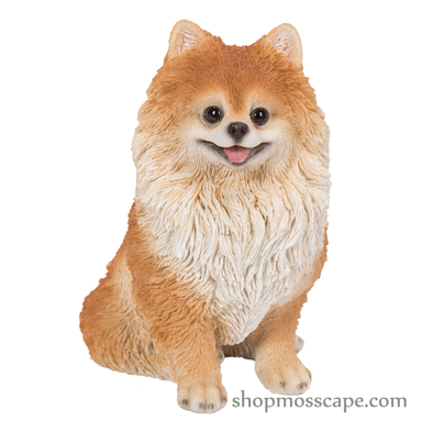 Sitting Pomeranian