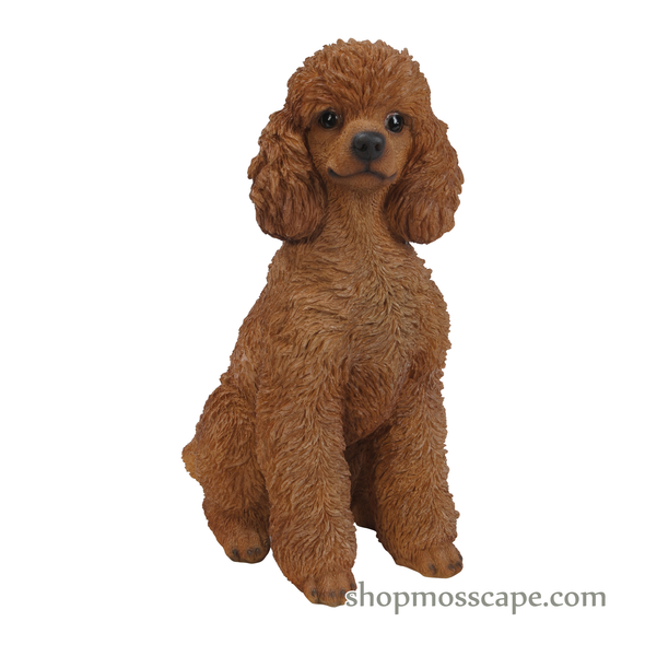 Sitting Poodle