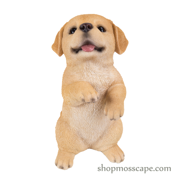 Standing Labrador Puppy
