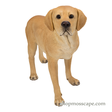 Standing Labrador