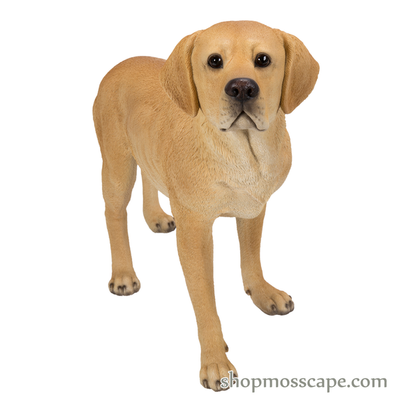 Standing Labrador