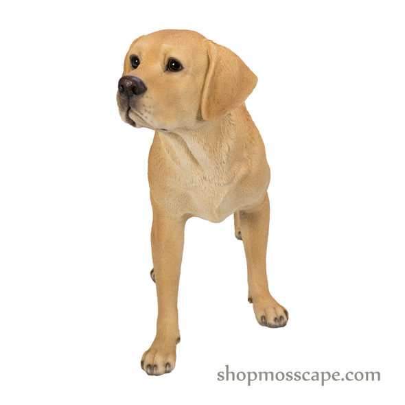 Standing Labrador