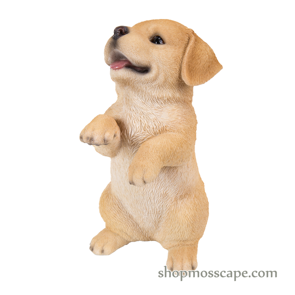 Standing Labrador Puppy