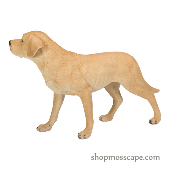 Standing Labrador