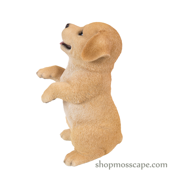 Standing Labrador Puppy