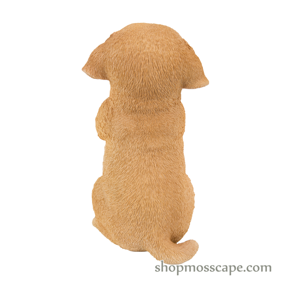 Standing Labrador Puppy