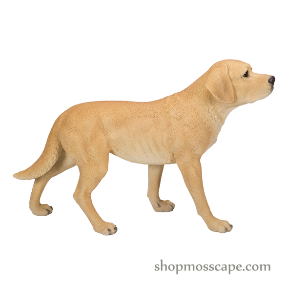 Standing Labrador