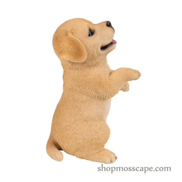 Standing Labrador Puppy