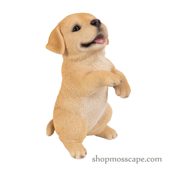 Standing Labrador Puppy