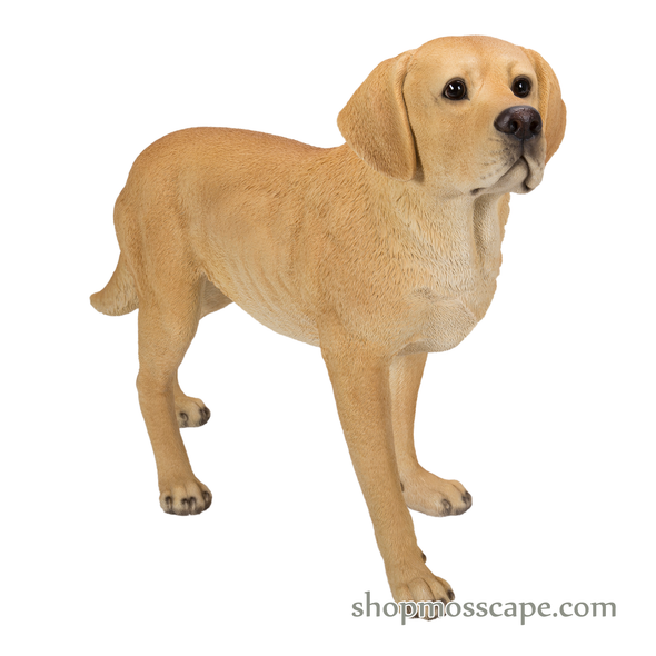 Standing Labrador