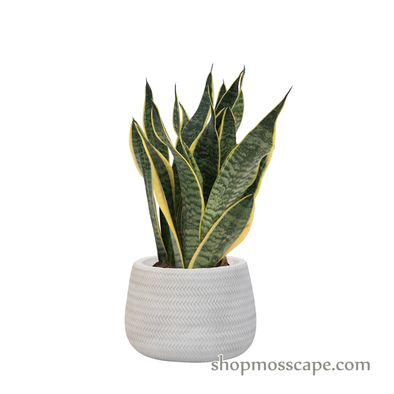 Sansevieria trifasciata superba in Bamboo collection LC14704 (S)