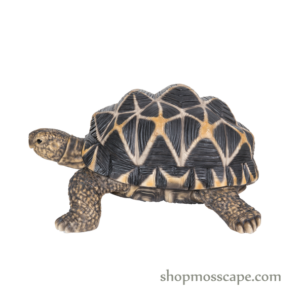 Star Tortoise (Large)
