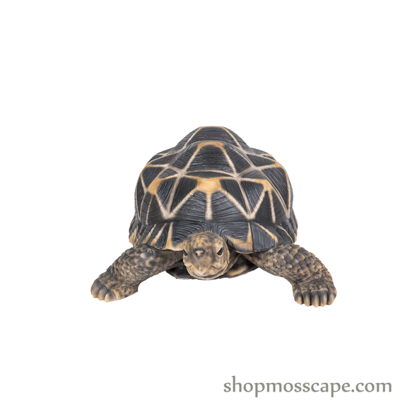 Star Tortoise (Medium)
