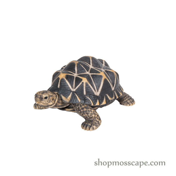 Star Tortoise (Medium)