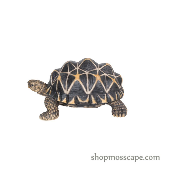 Star Tortoise (Medium)