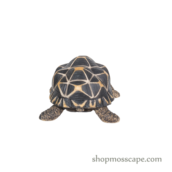 Star Tortoise (Medium)