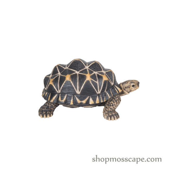 Star Tortoise (Medium)