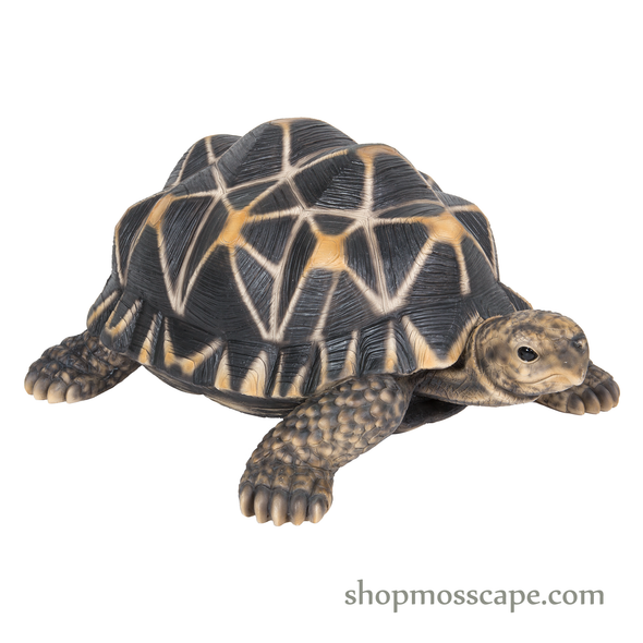 Star Tortoise (Medium)