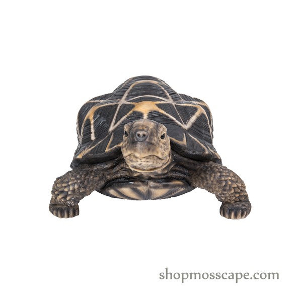 Star Tortoise (Extra Large)
