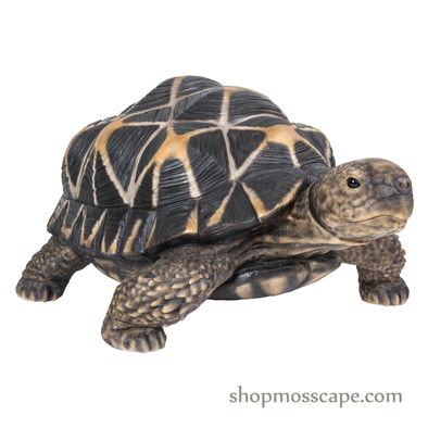 Star Tortoise (Extra Large)