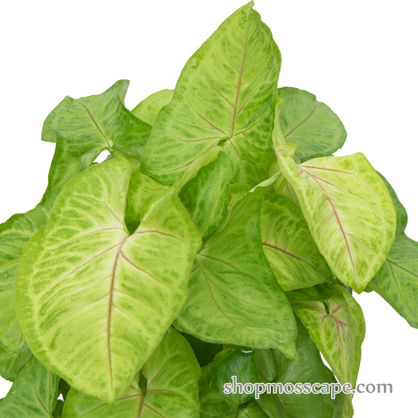 Syngonium Golden Child in Gray Square Ceramic Pot
