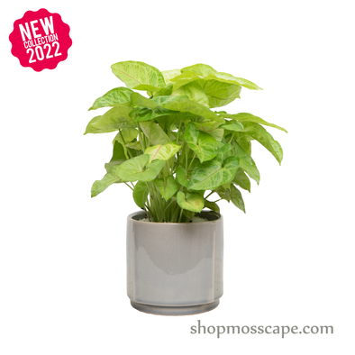 Syngonium Golden Child in Gray Square Ceramic Pot