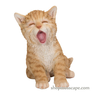 Yawning Cat