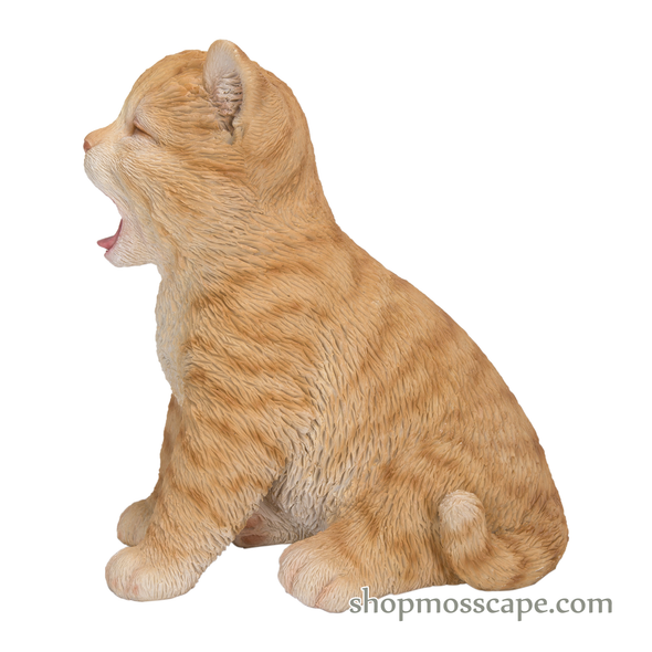 Yawning Cat