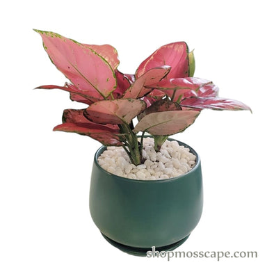 Aglaonema 'China Red' in Green Round Pot