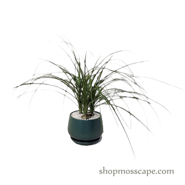 Ponytail palm (3 bulbs) in Dark Green Round Ceramic Pot