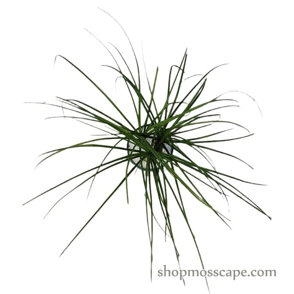 Ponytail palm (3 bulbs) in Dark Green Round Ceramic Pot