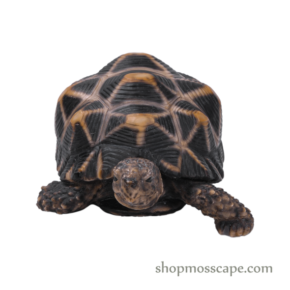 Star Tortoise (Small)