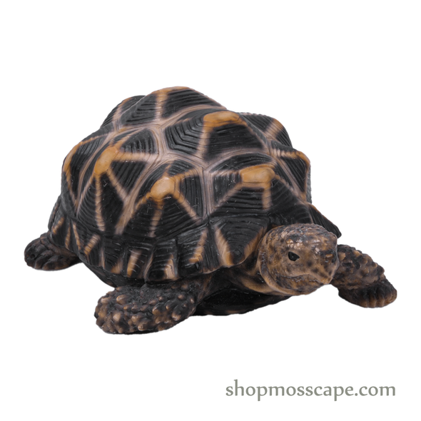 Star Tortoise (Small)