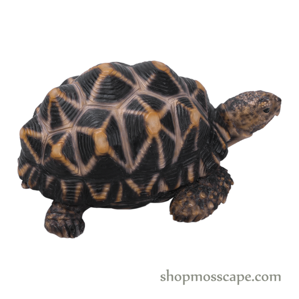 Star Tortoise (Small)