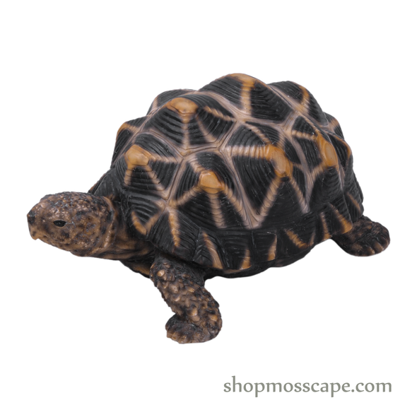 Star Tortoise (Small)