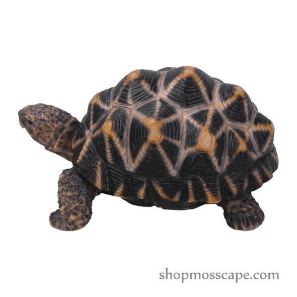 Star Tortoise (Small)