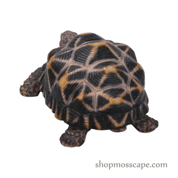 Star Tortoise (Small)